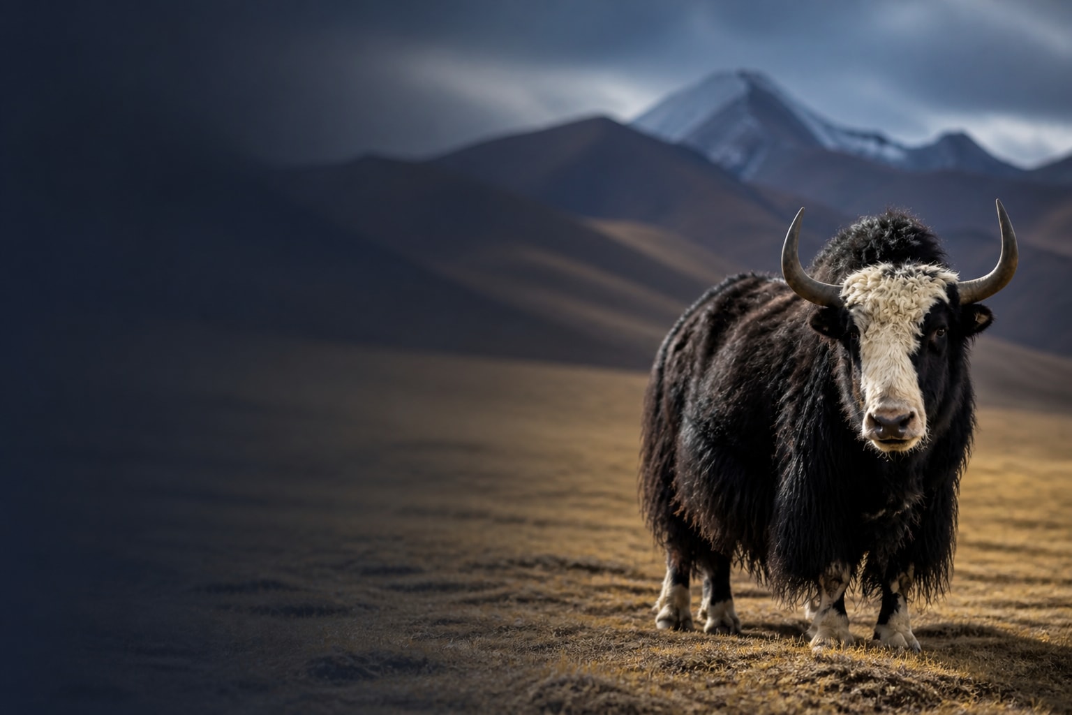 Yak (Bos grunniens) in the wild — Catch'Um species field guide
