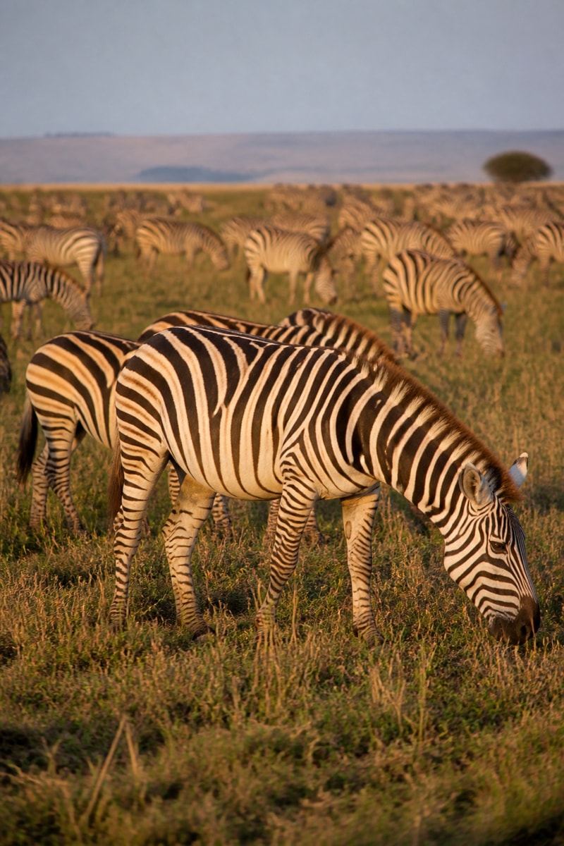 Zebra (Equus quagga)